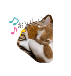 猫のこむぎの日常（個別スタンプ：4）