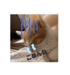猫のこむぎの日常（個別スタンプ：6）