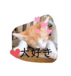猫のこむぎの日常（個別スタンプ：8）