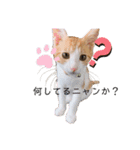猫のこむぎの日常（個別スタンプ：9）