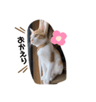 猫のこむぎの日常（個別スタンプ：10）