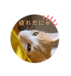 猫のこむぎの日常（個別スタンプ：11）