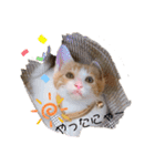 猫のこむぎの日常（個別スタンプ：12）