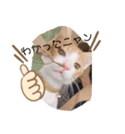 猫のこむぎの日常（個別スタンプ：13）