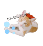 猫のこむぎの日常（個別スタンプ：14）