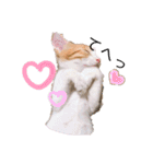 猫のこむぎの日常（個別スタンプ：16）