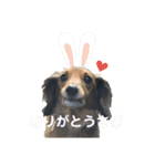 ミニチュアダックスフンドのChoco君①（個別スタンプ：16）