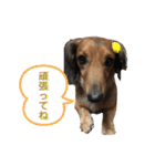 ミニチュアダックスフンドのChoco君①（個別スタンプ：18）