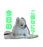 ぽんりぶスタンプ（個別スタンプ：3）