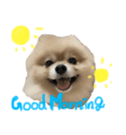 ころんすたんぷ(時々ぽんた)（個別スタンプ：1）