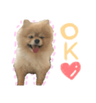 ころんすたんぷ(時々ぽんた)（個別スタンプ：3）