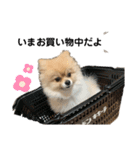 ころんすたんぷ(時々ぽんた)（個別スタンプ：6）