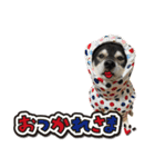 黒柴金時（個別スタンプ：2）