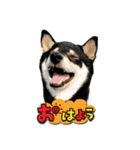 黒柴金時（個別スタンプ：4）