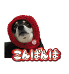 黒柴金時（個別スタンプ：8）