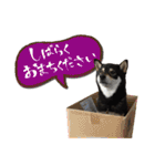 黒柴金時（個別スタンプ：9）