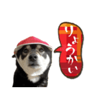 黒柴金時（個別スタンプ：10）