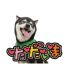 黒柴金時（個別スタンプ：13）