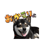 黒柴金時（個別スタンプ：15）