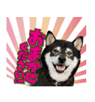 黒柴金時（個別スタンプ：17）