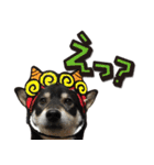 黒柴金時（個別スタンプ：22）
