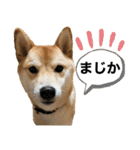 柴犬の茶々丸だよ（個別スタンプ：9）