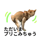 柴犬の茶々丸だよ（個別スタンプ：17）