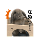 ウサギのこすえ（個別スタンプ：2）