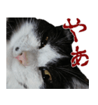 胸毛ハートなハチワレ猫さしみ その1（個別スタンプ：1）