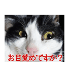 胸毛ハートなハチワレ猫さしみ その1（個別スタンプ：2）