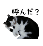胸毛ハートなハチワレ猫さしみ その1（個別スタンプ：4）