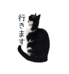 胸毛ハートなハチワレ猫さしみ その1（個別スタンプ：5）