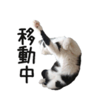 胸毛ハートなハチワレ猫さしみ その1（個別スタンプ：6）
