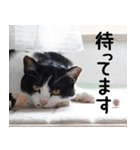 胸毛ハートなハチワレ猫さしみ その1（個別スタンプ：9）