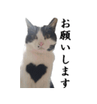 胸毛ハートなハチワレ猫さしみ その1（個別スタンプ：10）