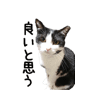 胸毛ハートなハチワレ猫さしみ その1（個別スタンプ：14）