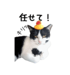 胸毛ハートなハチワレ猫さしみ その1（個別スタンプ：15）
