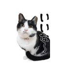 胸毛ハートなハチワレ猫さしみ その1（個別スタンプ：18）