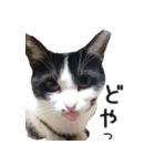 胸毛ハートなハチワレ猫さしみ その1（個別スタンプ：22）