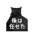 胸毛ハートなハチワレ猫さしみ その1（個別スタンプ：24）