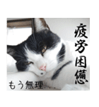 胸毛ハートなハチワレ猫さしみ その1（個別スタンプ：25）