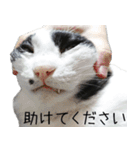 胸毛ハートなハチワレ猫さしみ その1（個別スタンプ：26）