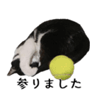 胸毛ハートなハチワレ猫さしみ その1（個別スタンプ：28）