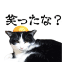 胸毛ハートなハチワレ猫さしみ その1（個別スタンプ：30）
