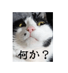 胸毛ハートなハチワレ猫さしみ その1（個別スタンプ：31）
