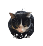 胸毛ハートなハチワレ猫さしみ その1（個別スタンプ：32）