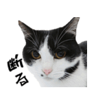 胸毛ハートなハチワレ猫さしみ その1（個別スタンプ：34）