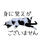 胸毛ハートなハチワレ猫さしみ その1（個別スタンプ：37）