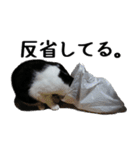 胸毛ハートなハチワレ猫さしみ その1（個別スタンプ：38）