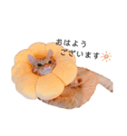 マンチカンのエリックくん2♪（個別スタンプ：1）